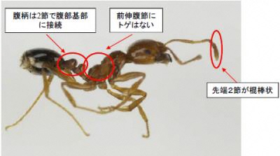 ヒアリ（写真提供：環境省）