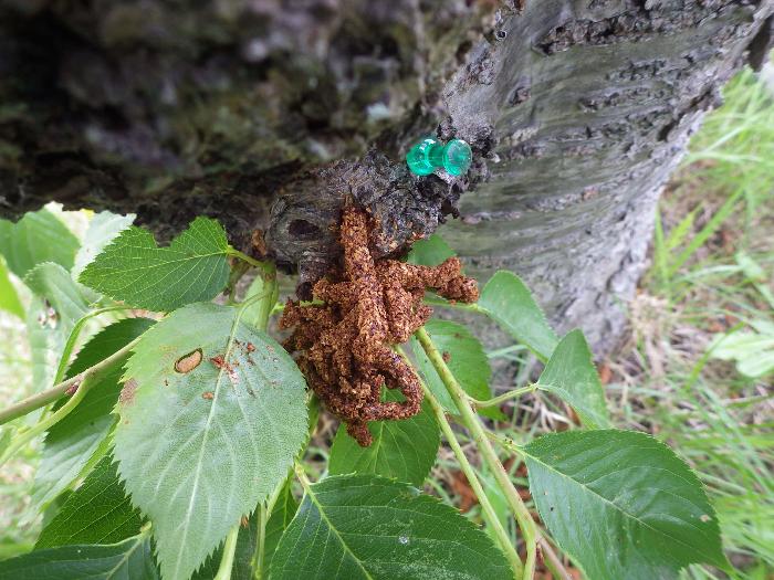 クビアカツヤカミキリのフラスが排出されている様子の写真