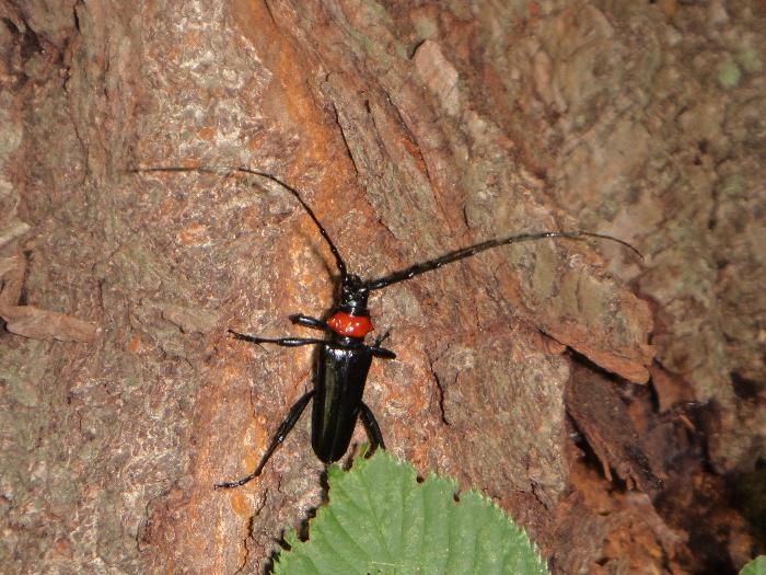 クビアカツヤカミキリの成虫の写真