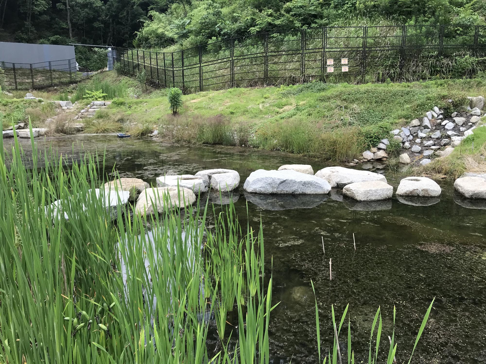 （イメージ）千提寺ビオトープ見学＆生きもの探し体験（いばらきの生きもの博2026）
