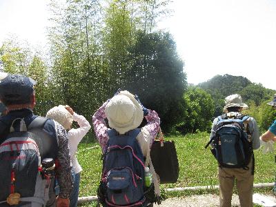 トリの観察の様子