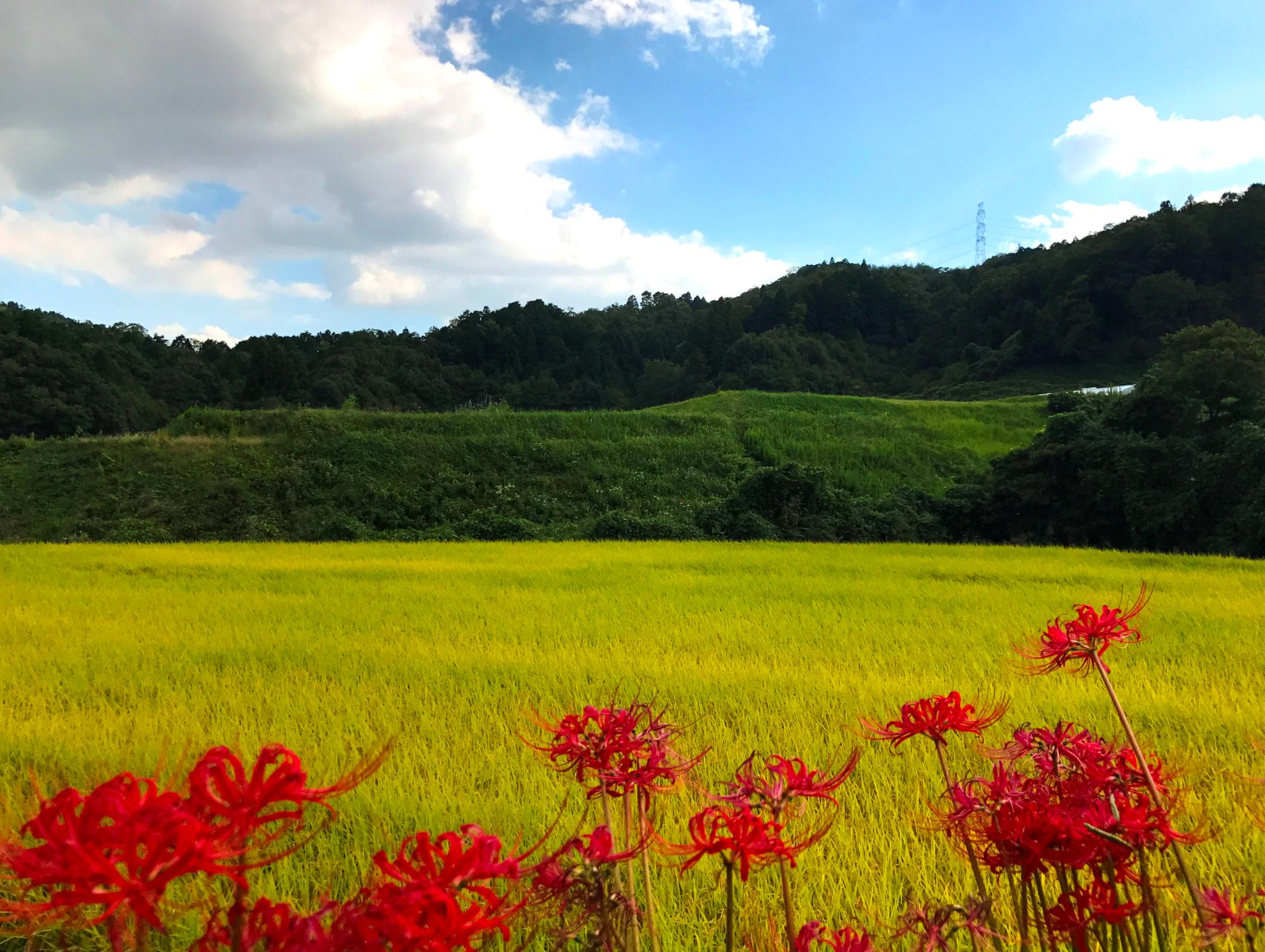 稲穂と彼岸花