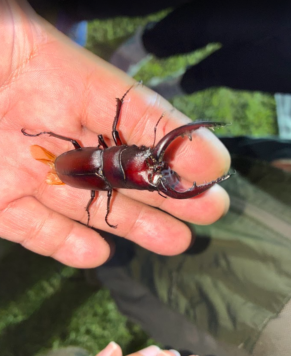 昆虫採集3