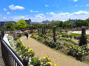 若園公園バラ画像