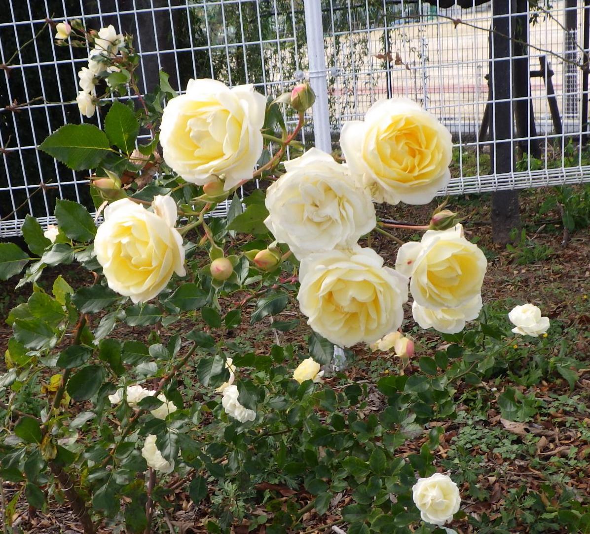 若園公園黄色いバラ