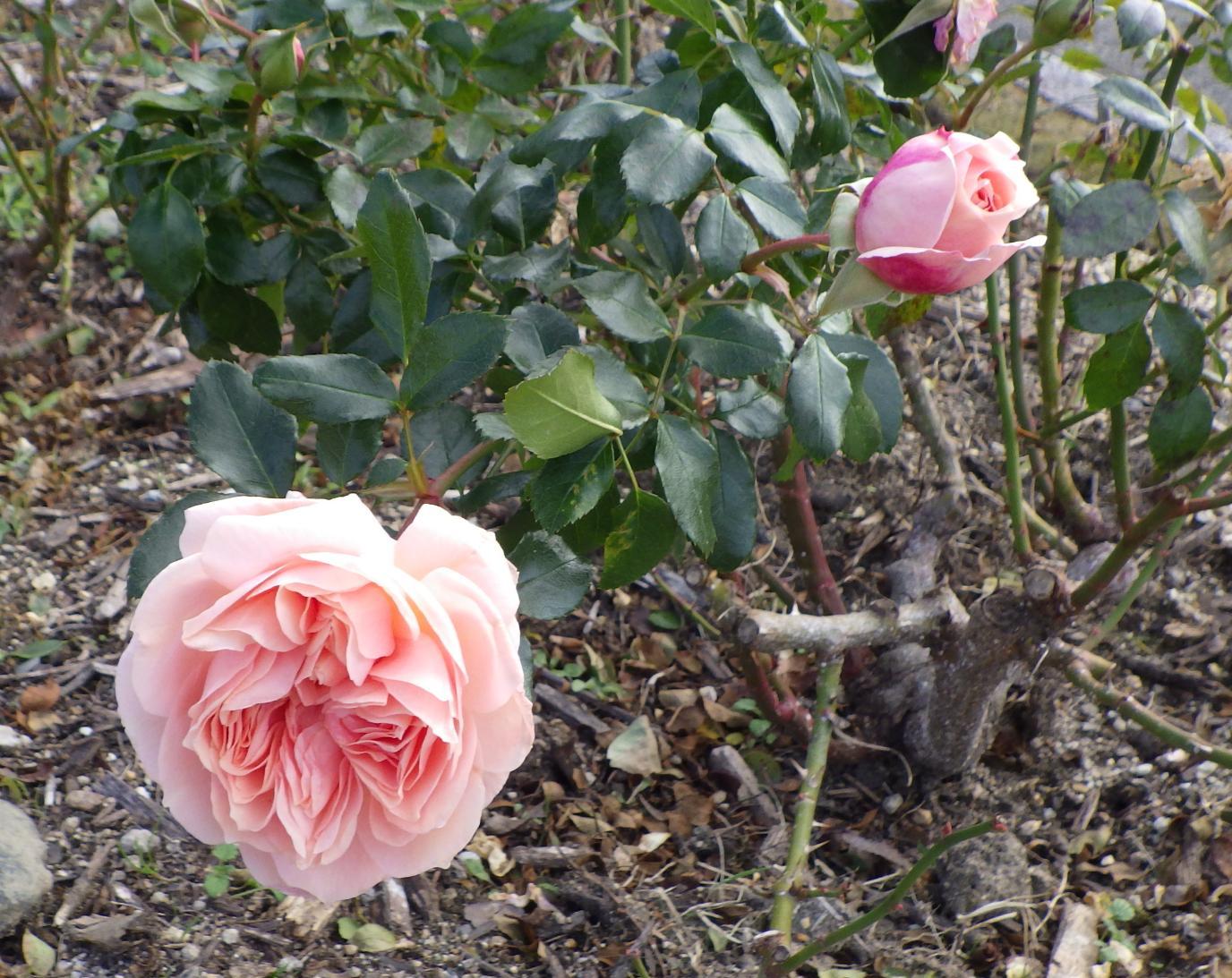 若園公園ピンクのバラ
