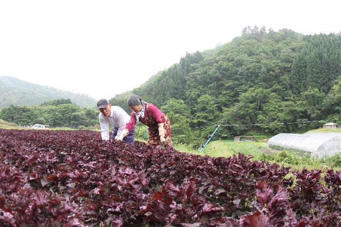 赤しそを収穫する様子