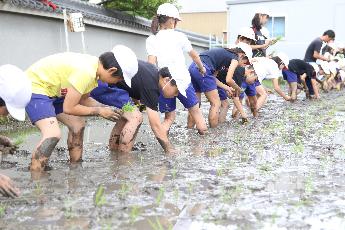 郡小学校の児童が田植えを体験している様子