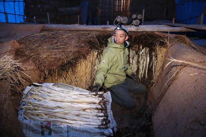 三島独活収穫の要数