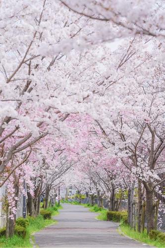 彩都の桜のトンネル