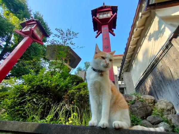 宮司猫のそらちゃん