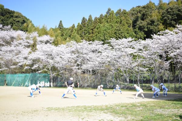 野球少年たちと桜