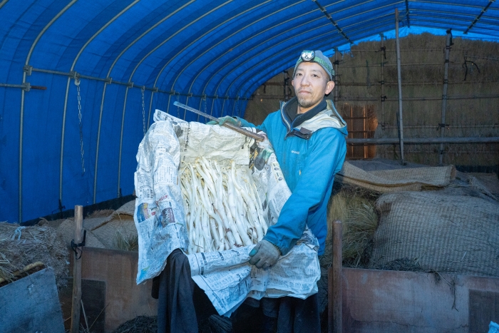 三島独活の収穫