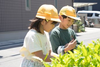 お茶摘み