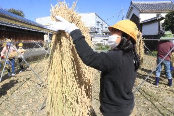 脱穀の様子3