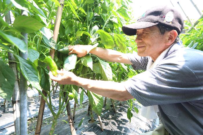 大甘青とうの収穫をしている九鬼実さん