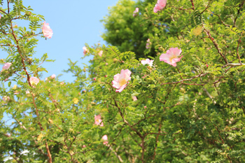 若園公園内に咲いているバラの一種であるサンショウバラ