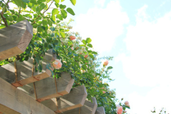 若園公園に咲いているロココを撮影した画像