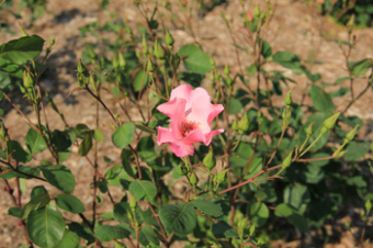 若園公園内に咲いているバラの一種であるデンティベス