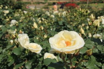 香りのよいバラの一つであるホワイトマジックを撮影した画像