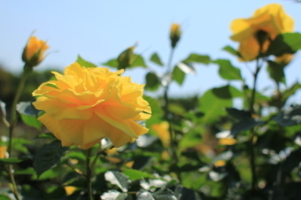 香りのよいバラの一つであるフリージアを撮影した画像