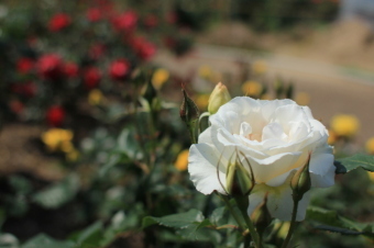 香りのよいバラの一つであるマーガレットメリルを撮影した画像