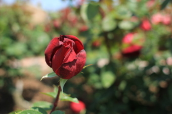 香りのよいバラの一つであるオクラホマを撮影した画像