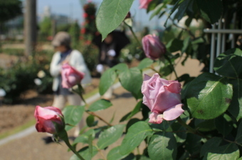 香りのよいバラの一つであるつる・ブルームーンを撮影した画像