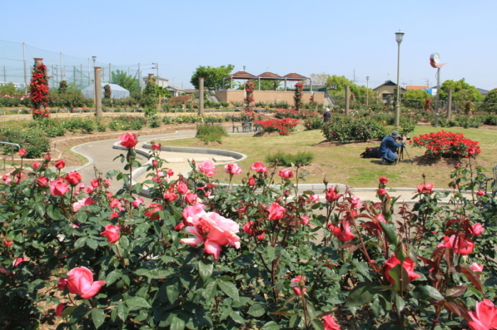 若園公園バラ園全体の風景を撮影した画像