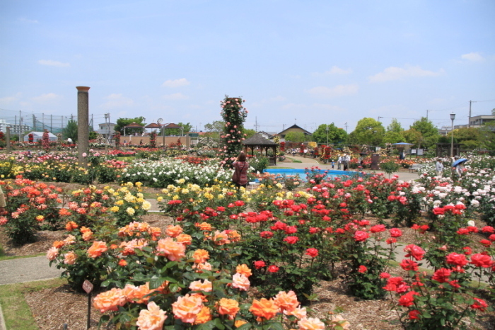 5月15日の若園公園バラ園全体の風景を撮影した画像