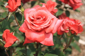園内に咲いているバラの一種であるブラックティーを撮影した画像