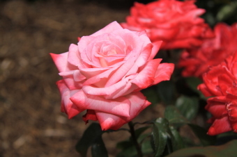 園内に咲いているバラの一種であるアルテミス75を撮影した画像