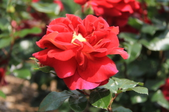 園内に咲いているバラの一種であるキャプリス・ドゥ・メイアンを撮影した画像