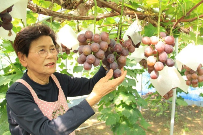 ぶどうを収穫する原田さんの画像