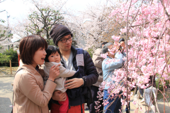 しだれ桜を楽しむ市民の画像