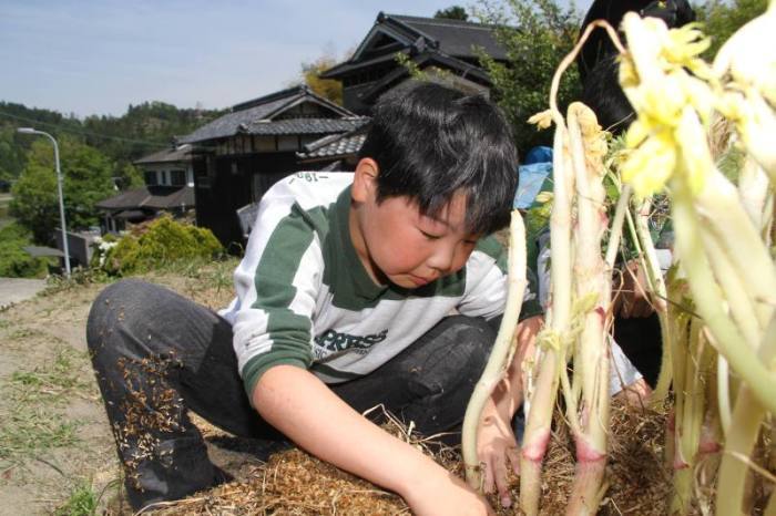(写真)三島ウドを収穫する子ども