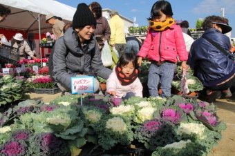 花苗の販売が行われている様子の画像