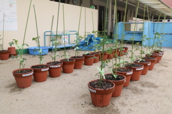 植え終わった苗が幼稚園の庭に並べられている写真