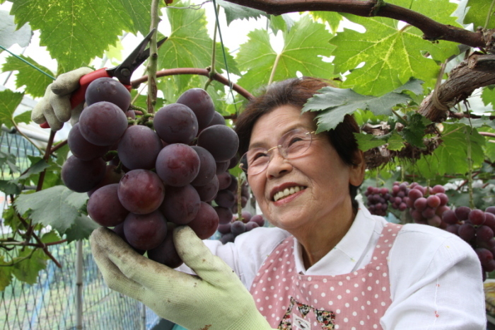 ぶどうを収穫する原田さんの画像