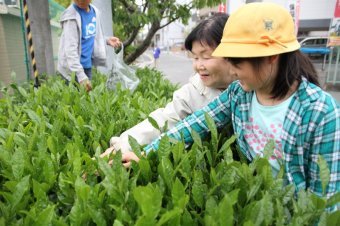 地域の人と一緒に茶摘みをする児童の画像