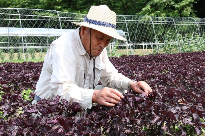 農家さん赤しその様子を確認している画像