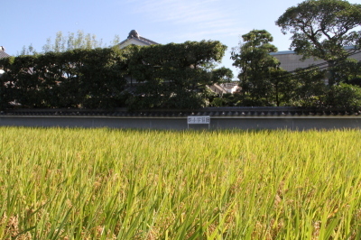 稲刈りを行った田んぼの写真