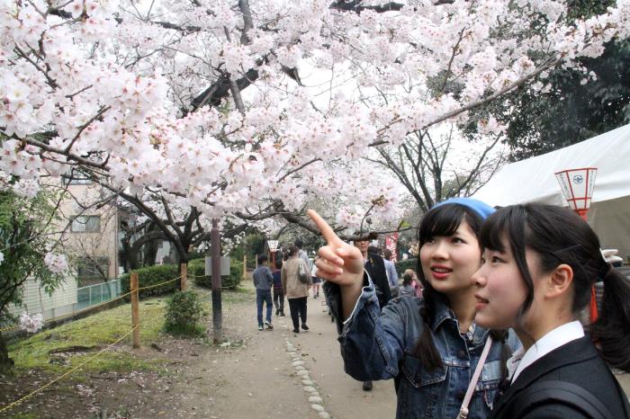 桜を見る女子学生たち