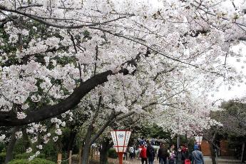 元茨木川緑地の桜並木