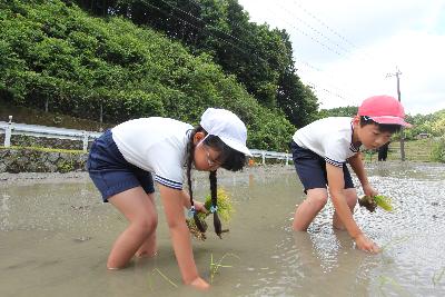 児童が田植えを行っている様子