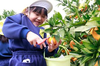 みかん狩りを体験する園児