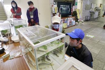 水生生物の展示