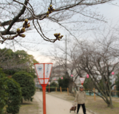 元茨木川緑地の桜に付いたつぼみの写真