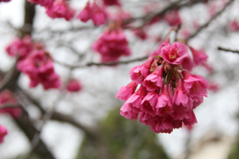 咲き始めた濃いピンク色のカンヒザクラの写真