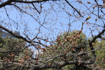 青空の下、中央公園の桜に付き始めたつぼみの写真